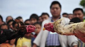 امریکی آدمی کو جیل کا سامنا کرنا پڑتا ہے ، مرغ کی لڑائیوں کے لئے فی چارج ، 000 250،000 جرمانہ