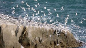 بلوچستان گورنمنٹ نے آسٹولا جزیرے کے انتظامی منصوبے کی باضابطہ توثیق کی