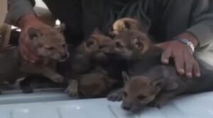 بلوچستان وائلڈ لائف ڈیپارٹمنٹ نے پانچ نایاب بھیڑیا کے پپلوں کو بازیافت کیا