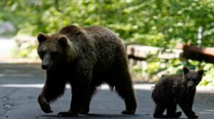 سلوواکیا کلیڈ ریچھوں کو پلیٹوں پر ختم ہونے دیتا ہے