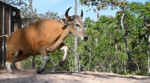 ہیلی کاپٹر کے ذریعہ کمبوڈیا میں نایاب جنگلی مویشی