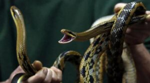 ایک بار پھر ہندوستان کے لئے پابند ہوائی جہاز پر سانپ