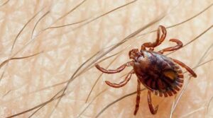 سندھ نے کراچی میں 2025 کا کانگو وائرس کا پہلا معاملہ رپورٹ کیا