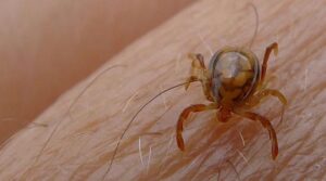 کانگو وائرس نے رواں سال کراچی میں ایک اور زندگی کا دعوی کیا ہے