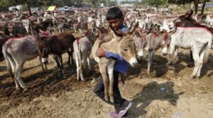 گوشت کی بڑھتی ہوئی عالمی طلب کے درمیان پاکستان کا گدھا گنتی 6 میٹر میں سب سے اوپر ہے ، چھپاتا ہے