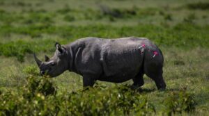 گینڈے کو کیسے منتقل کیا جائے