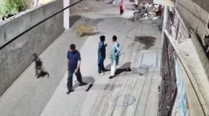 شیر حملے میں تین افراد زخمی ہونے کے ایک دن بعد پنجاب نے 13 بڑی بلیوں کو پکڑ لیا