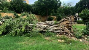 سی ایم مراد نے 150 سالہ تاریخی بنائی درخت کی بحالی کا حکم کیا ہے