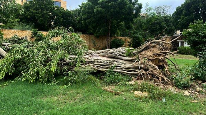 سی ایم مراد نے 150 سالہ تاریخی بنائی درخت کی بحالی کا حکم کیا ہے