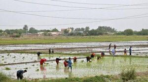 ڈیجیٹل زرعی مردم شماری میں 17،000 کسانوں کو 100 ایکڑ یا اس سے زیادہ کا مالک دکھایا گیا ہے