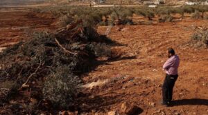 گازان کے لئے کوئی زیتون کی شاخ نہیں ہے کیونکہ اسرائیل نے مغربی کنارے میں سیکڑوں درخت بلڈوز کیے ہیں