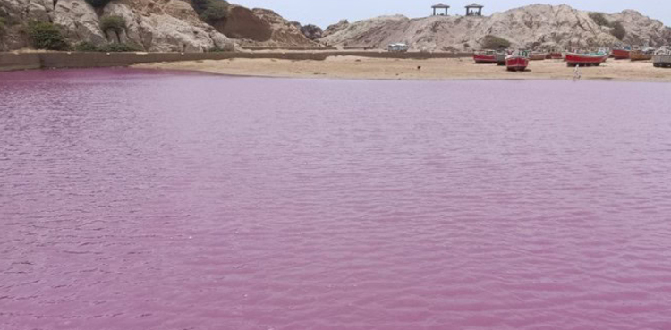 گڈانی جیٹی گلابی لہر ماحولیاتی خدشات کو جنم دیتی ہے