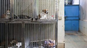 ہندوستان کی اعلی عدالت نس بندی کے بعد دہلی میں اٹھائے ہوئے آوارہ کتوں کی رہائی کی اجازت دیتی ہے