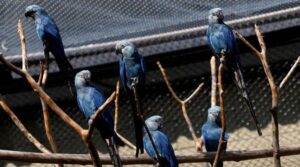 امبانی چڑیا گھر کے نایاب طوطے کے تعاقب کے تنازعہ میں پنکھ اڑتے ہیں