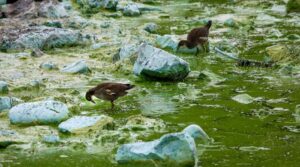 برطانیہ کی سب سے بڑی جھیل 'ڈائینگ' جیسے ہی طحالب کے کھلتے ہیں