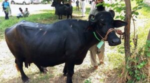 جانوروں کے ساتھ بدسلوکی کے ایک اور چونکا دینے والے معاملے میں گجرات میں نامعلوم افراد بھینسوں کا نام