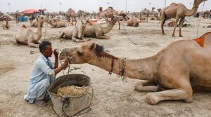 سوکور جاگیردار لارڈ اٹریکچرز ، پانی کے لئے مبینہ طور پر مبینہ طور پر اونٹ پر بھیڑے